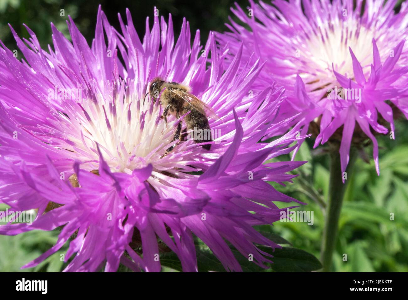 Gros plan, abeille, on, Fleur, Centaurea dealbata bloom Banque D'Images