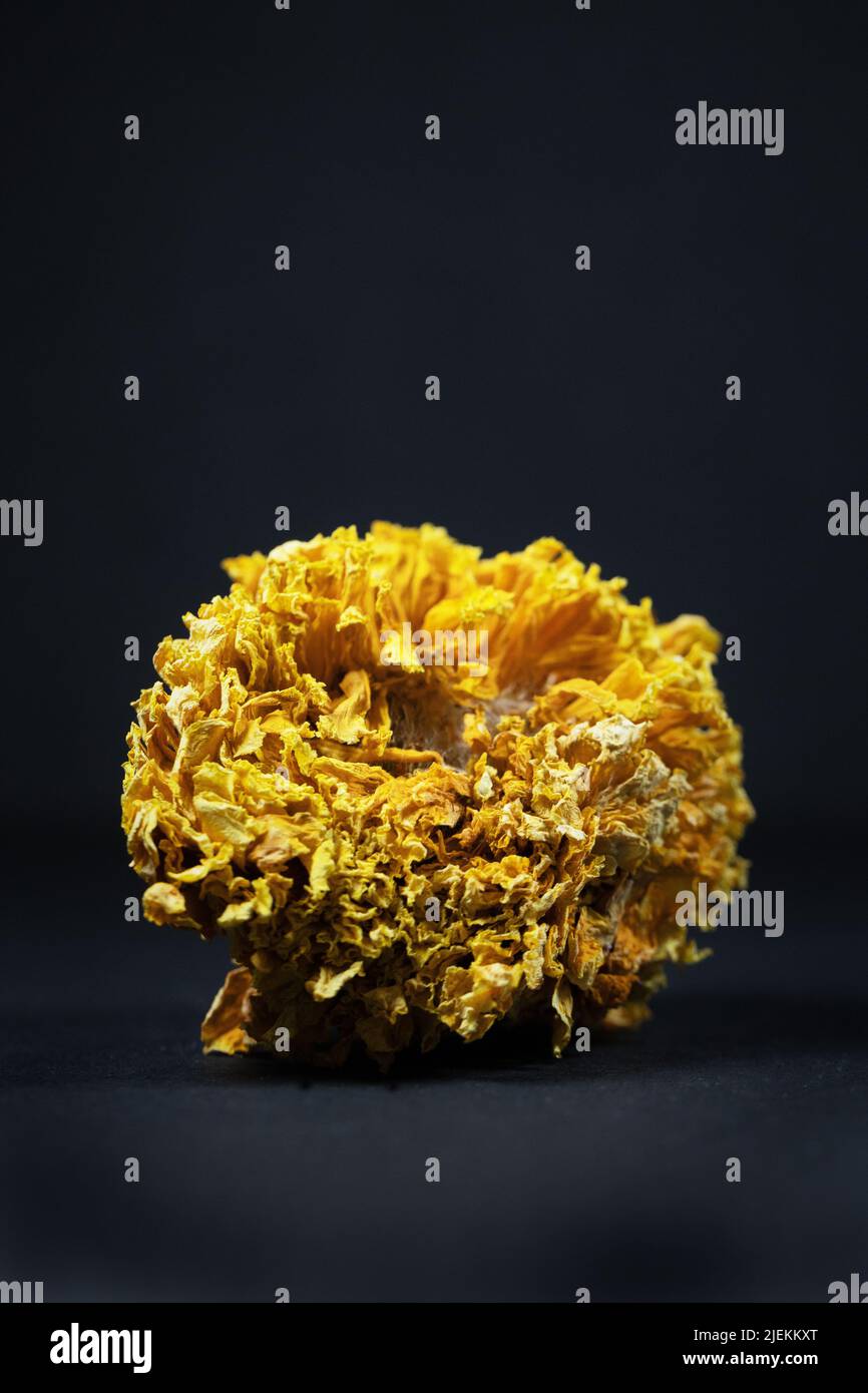 Une fleur jaune séchée sur fond noir. Banque D'Images