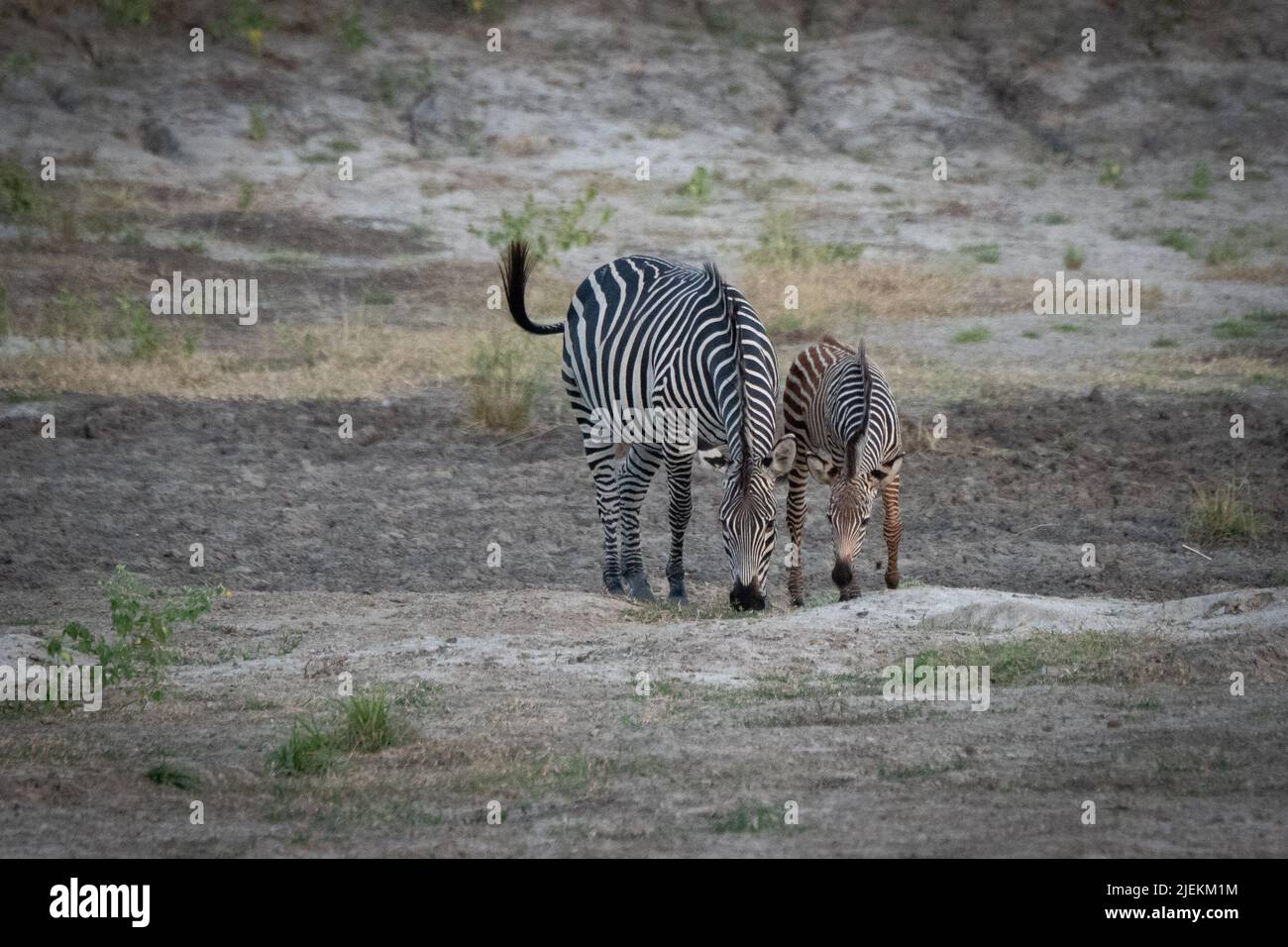 Zebra et Zebra foal Saadani National Park Tanzanie photo: Garyroberts/worldwidefeatres.com Banque D'Images