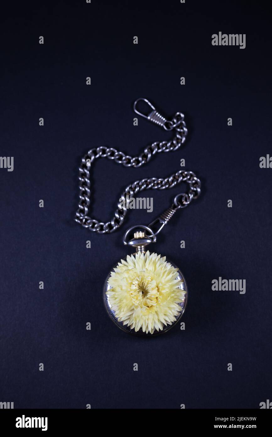 Une vieille montre de poche sur une chaîne avec une fleur pour un visage, sur un fond noir. Banque D'Images