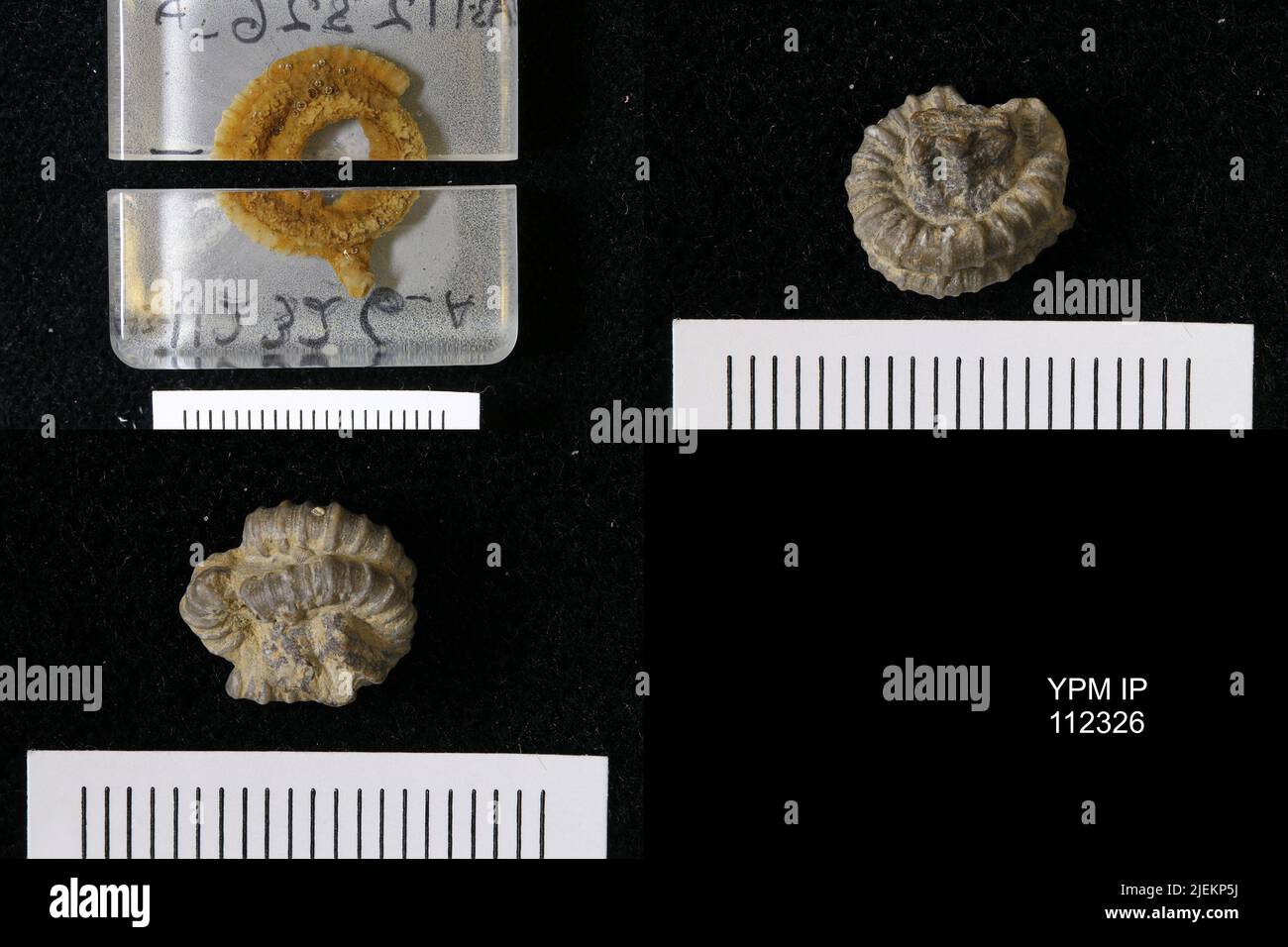 Pycnocrinus shafferi (Miller, 1889). Banque D'Images
