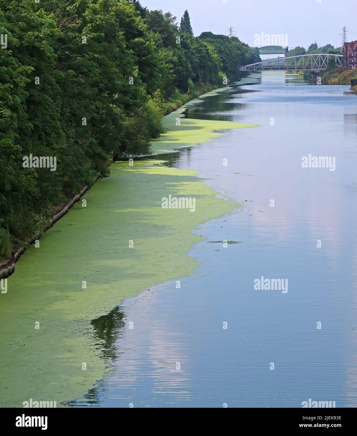 Algue , prolifération d'algues dans le canal de Manchester Ship, London Road (A49) Swingbridge, Stockton Heath, Warrington, Cheshire, Angleterre, ROYAUME-UNI, WA4 6RW Banque D'Images