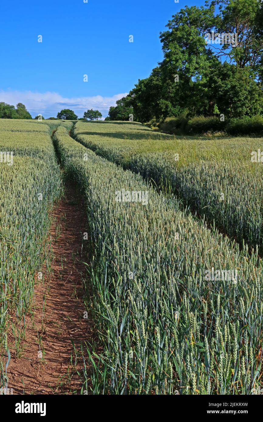 Champs d'orge prêts à récolter, Grappenhall Village, Warrington, Cheshire, Angleterre, ROYAUME-UNI, WA4 3EZ Banque D'Images