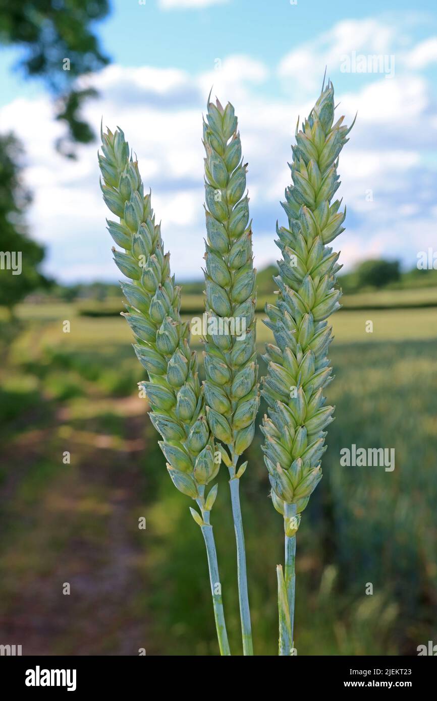 L'agriculture arable dans une ère de crise alimentaire et de pénurie mondiale, après la guerre en Ukraine et le changement climatique Banque D'Images