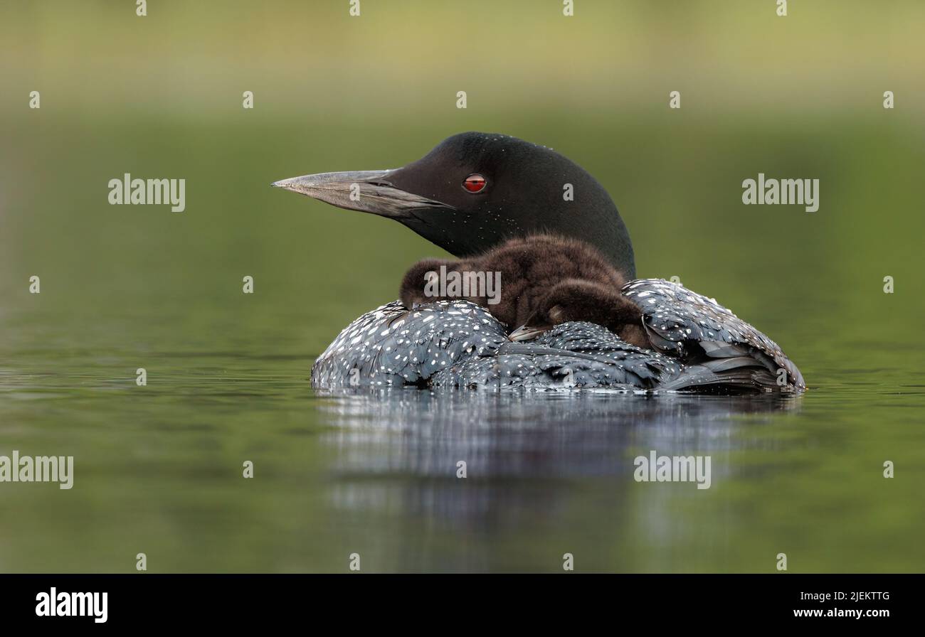 Commune Loon et Chick dans le Maine Banque D'Images