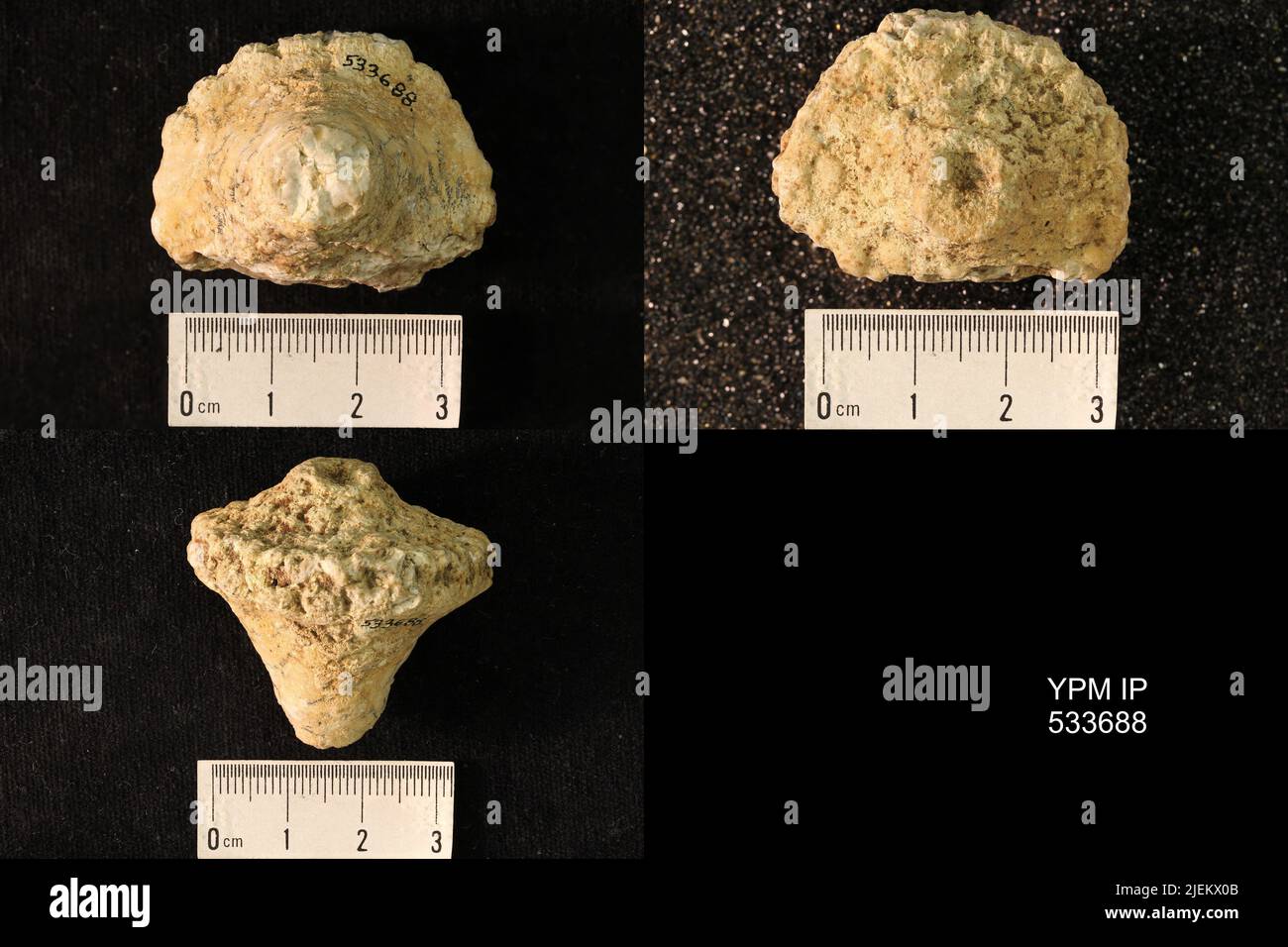 Eutrochocrinus cf. Christyi (Shumard, 1855). Banque D'Images