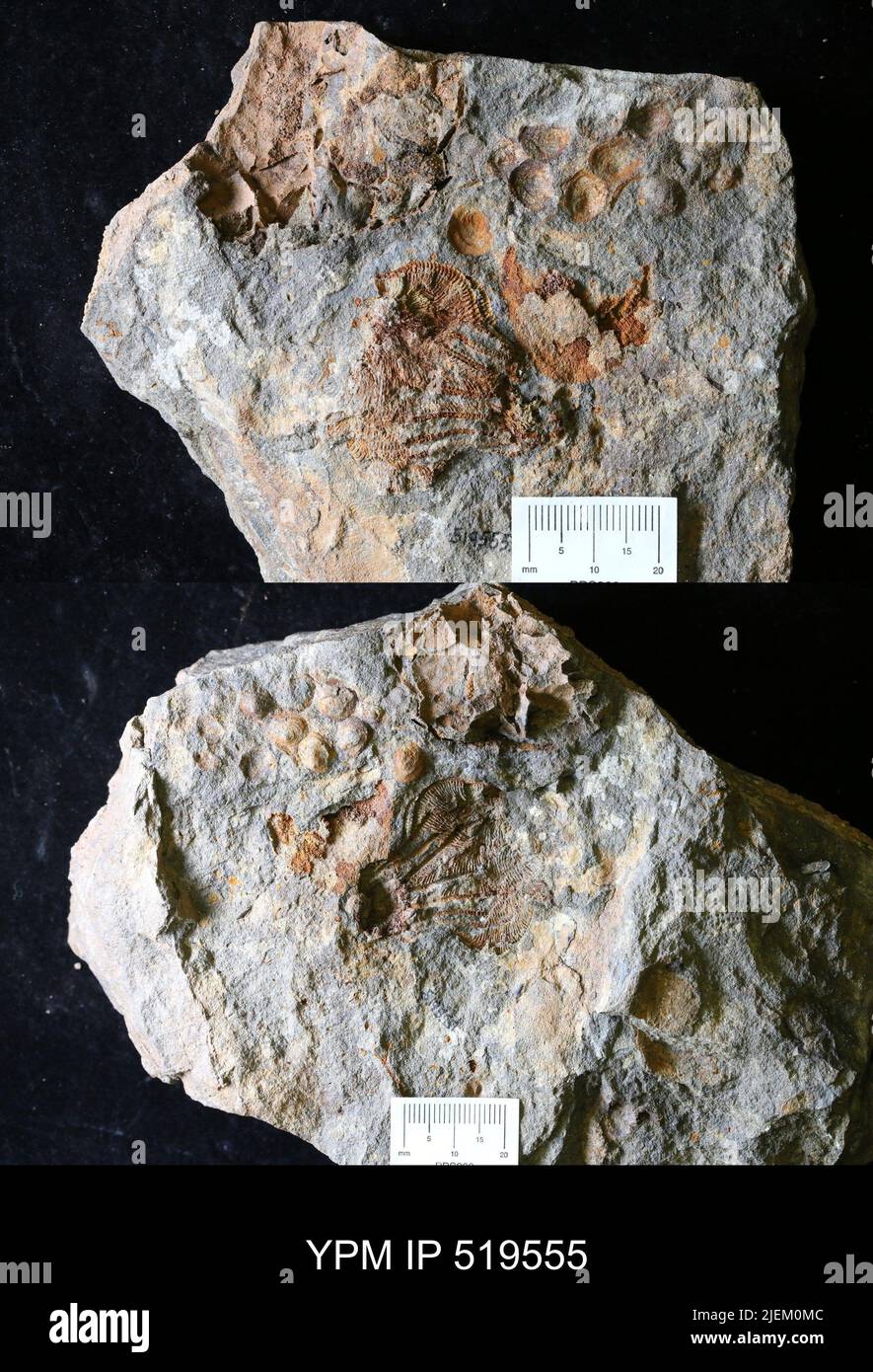 Rhodocrinitidae. Banque D'Images