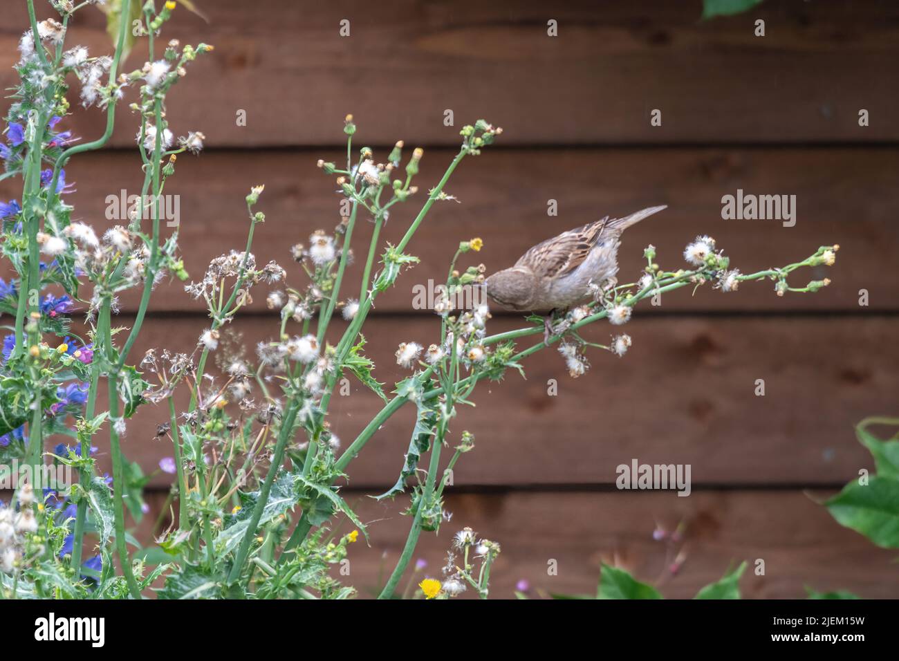 Bruant domestique (Passer domesticus) se nourrissant de graines sur des fleurs sauvages naturelles ou des mauvaises herbes dans un jardin sauvage pendant l'été, Angleterre, Royaume-Uni Banque D'Images