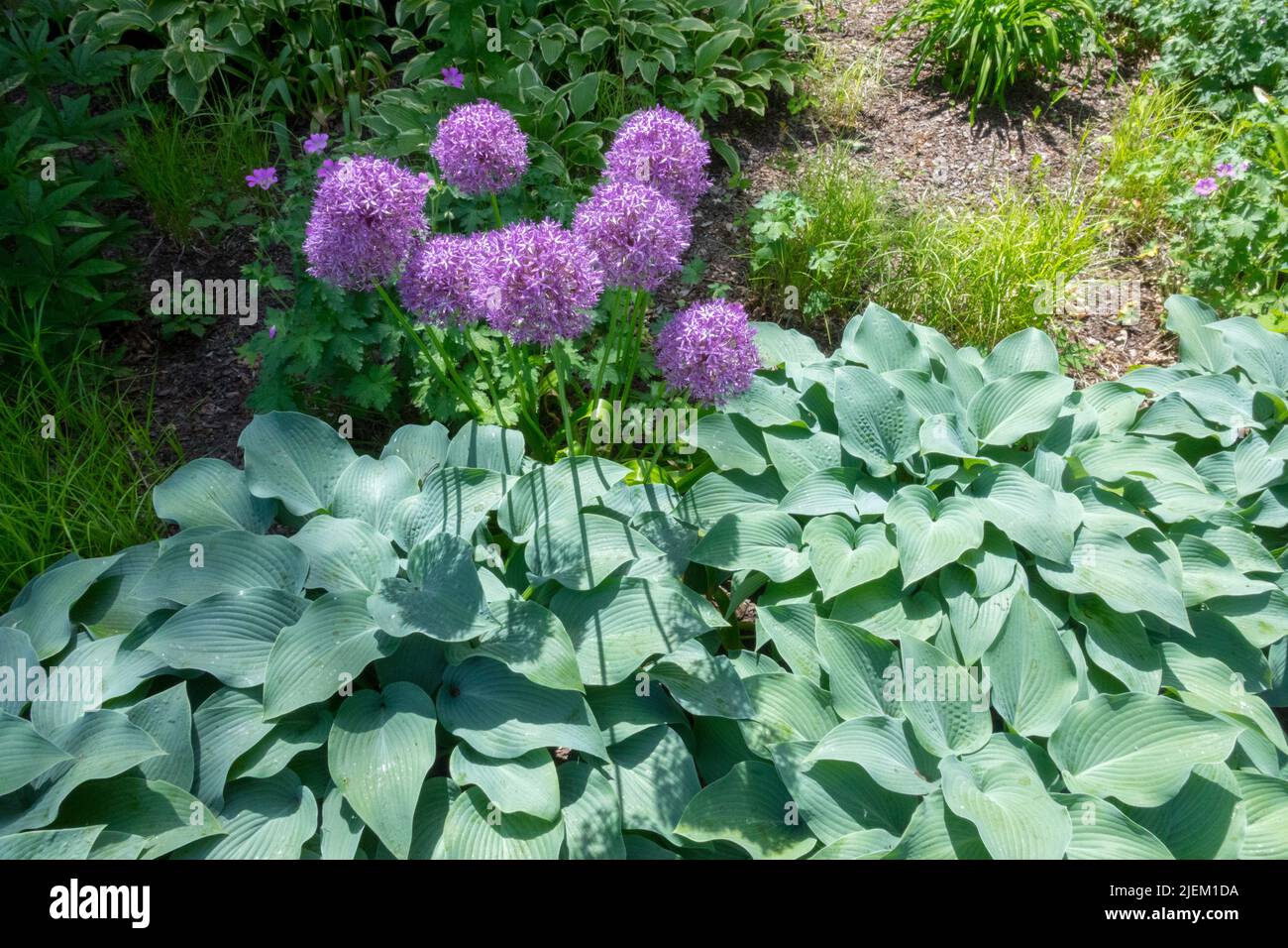 HostA 'Devon Blue', poussant dans le jardin, Allium 'Globemaster', Hardy, Hosta, Feuilles, Hostas, oignon géant en fleur Banque D'Images