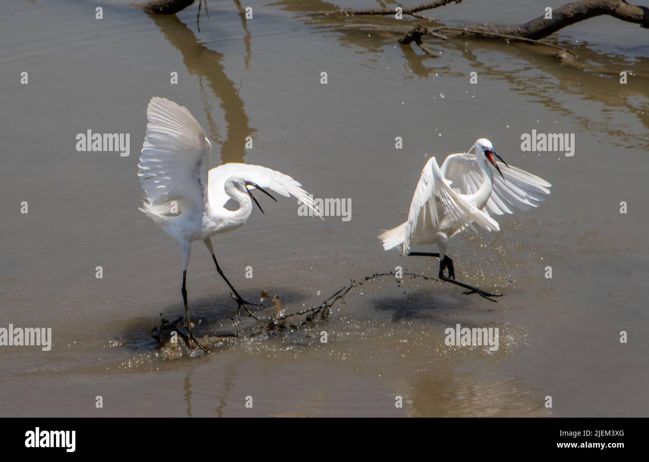 Deux espèces de hérons de la petite aigrette (Egretta garzetta) se battant pour le territoire, la côte maritime de la Thaïlande. Banque D'Images