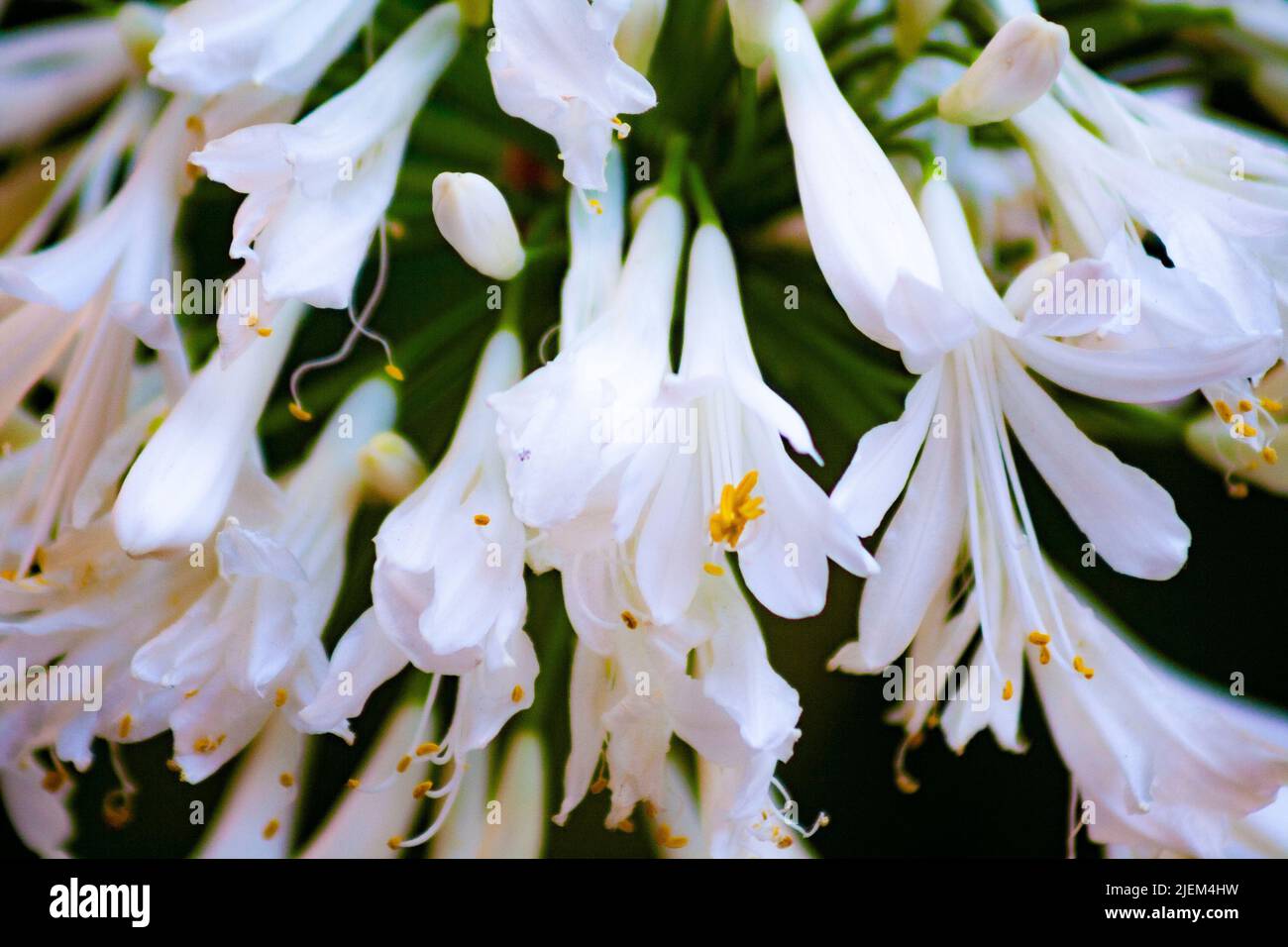 Nénuphars africains, Agapanthus praecox ou Agapanthus africanus Banque D'Images