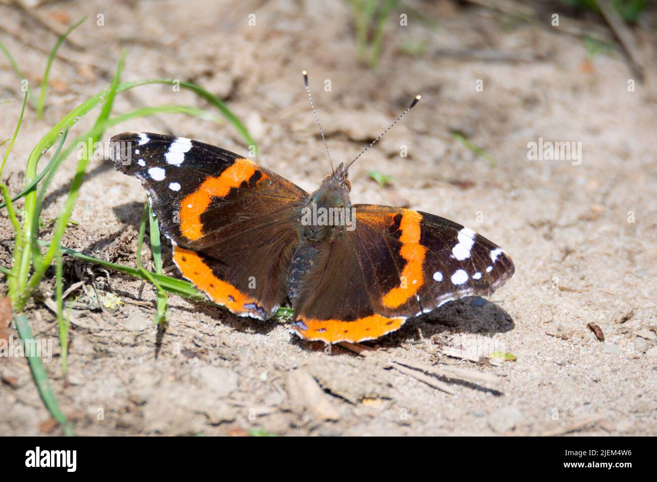 Papillon amiral rouge sur un sol sablonneux Banque D'Images