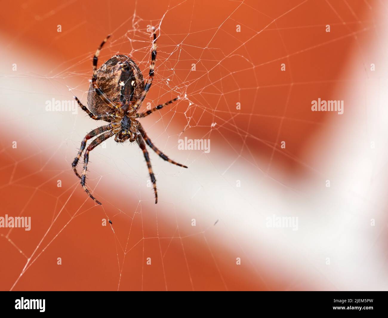 Vue ci-dessous d'une araignée de chasse dans une toile, isolée contre un arrière-plan de mur de brique rouge flou. Gros plan d'un tisserand rayé en noyer brun et noir Banque D'Images