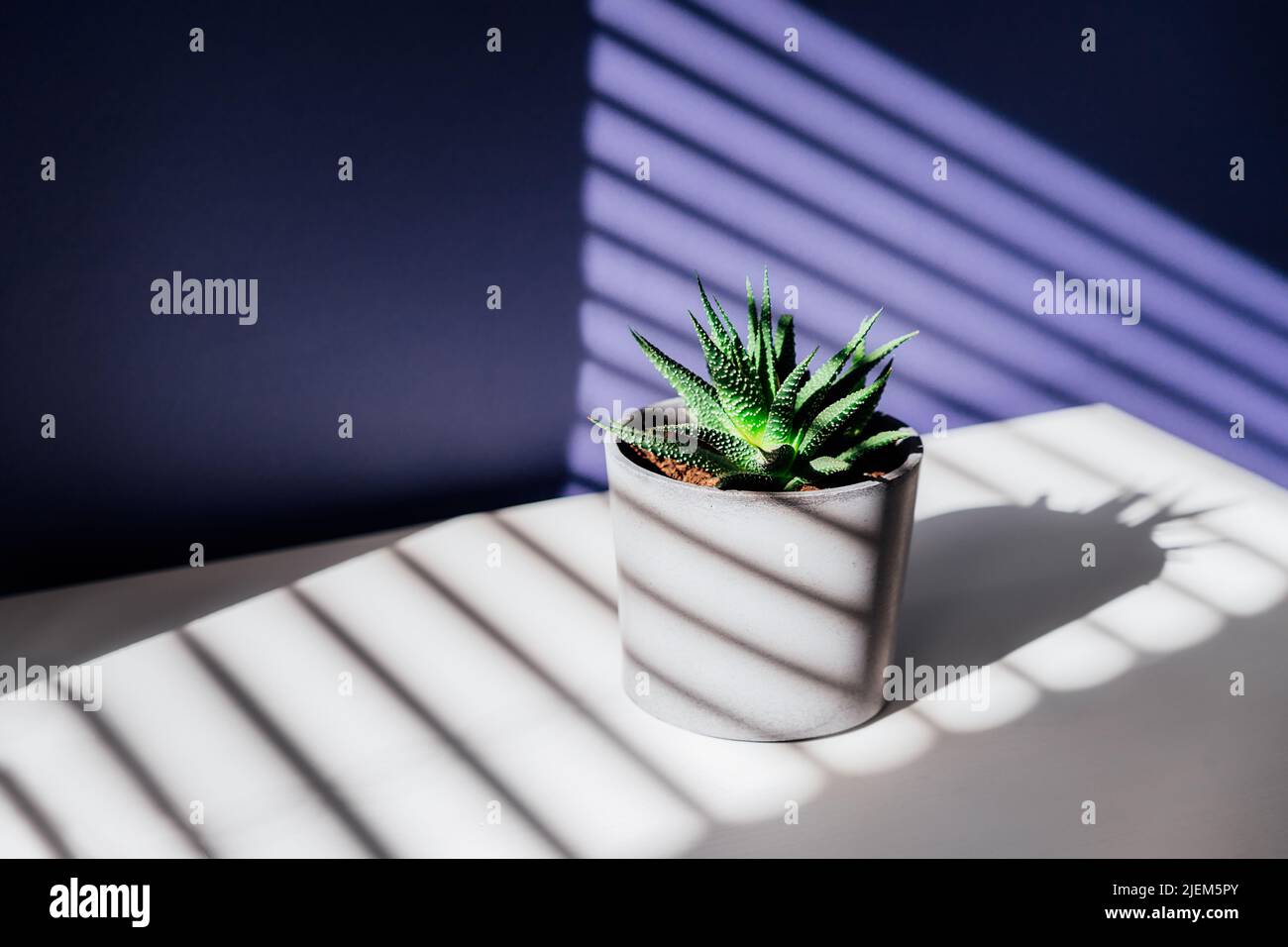 Vert succulent dans pot de plante en béton avec des ombres décoratives sur un mur violet et la surface de table dans l'intérieur de la maison. Jeu d'ombres sur un mur à partir du vent Banque D'Images Vert succulent dans pot de plante en béton avec des ombres décoratives sur un mur violet et la surface de table dans l'intérieur de la maison. Jeu d'ombres sur un mur à partir du vent Banque D'Images