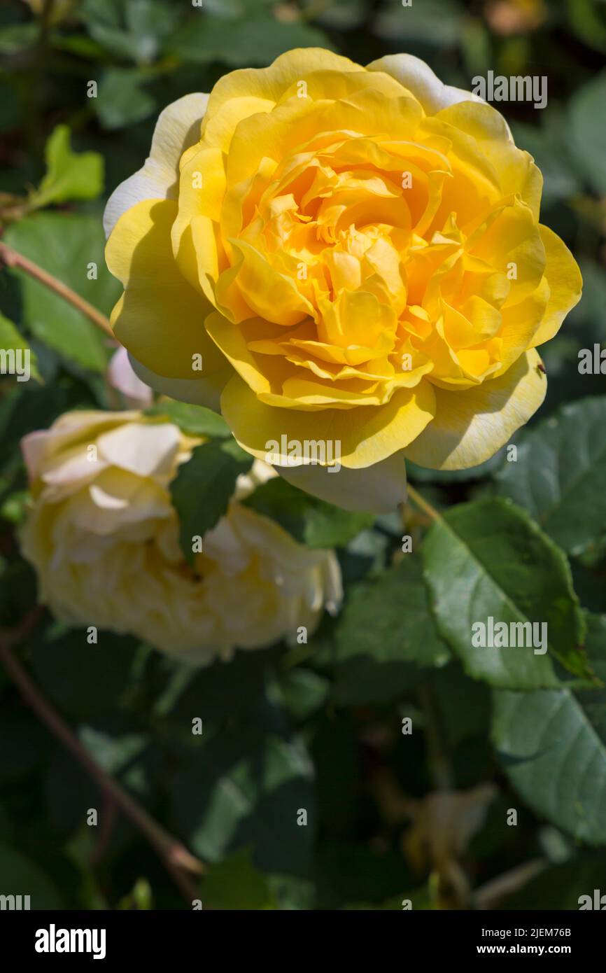 Rosa la femme du poète Rose fleurit dans le jardin anglais en juin Banque D'Images