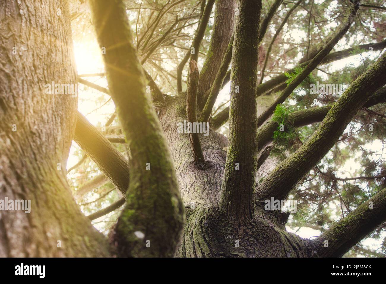 Rayons du soleil qui brillent à travers les branches épaisses et les feuilles d'un arbre dans une forêt avec une végétation dense et un feuillage luxuriant Banque D'Images