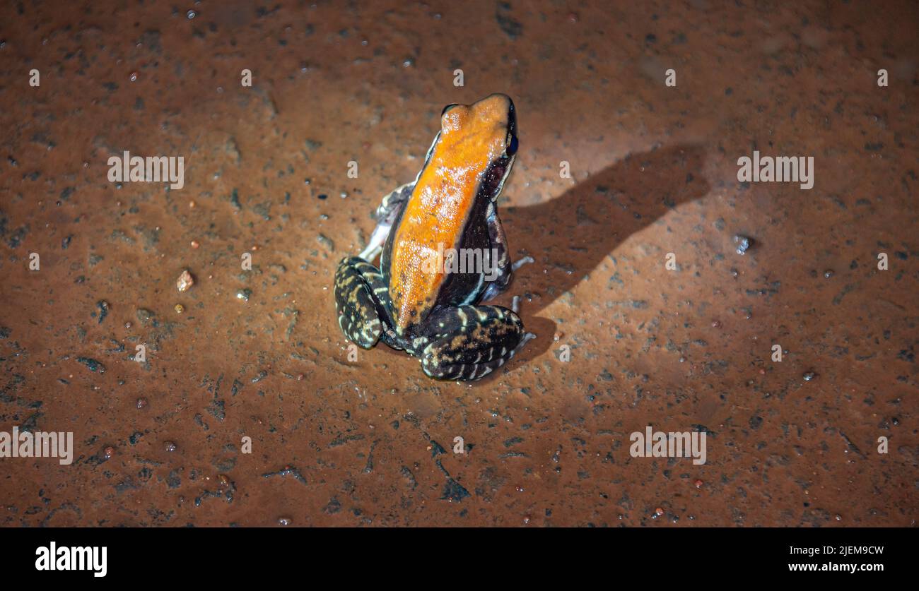 Grenouille fungoïde, Maharashtra, Inde. Les espèces de grenouilles Hylarana malabarica de la famille empoisonnent dart grenouille colorée Banque D'Images