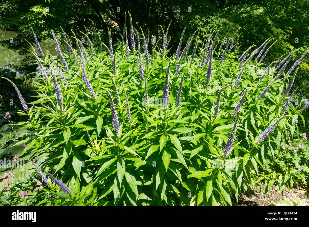 Veronicastrum virginicum 'Apollon',racines de foies, Veronicastrum 'Apollon', fleurs de jardin en fleurs, bordure vivace Banque D'Images