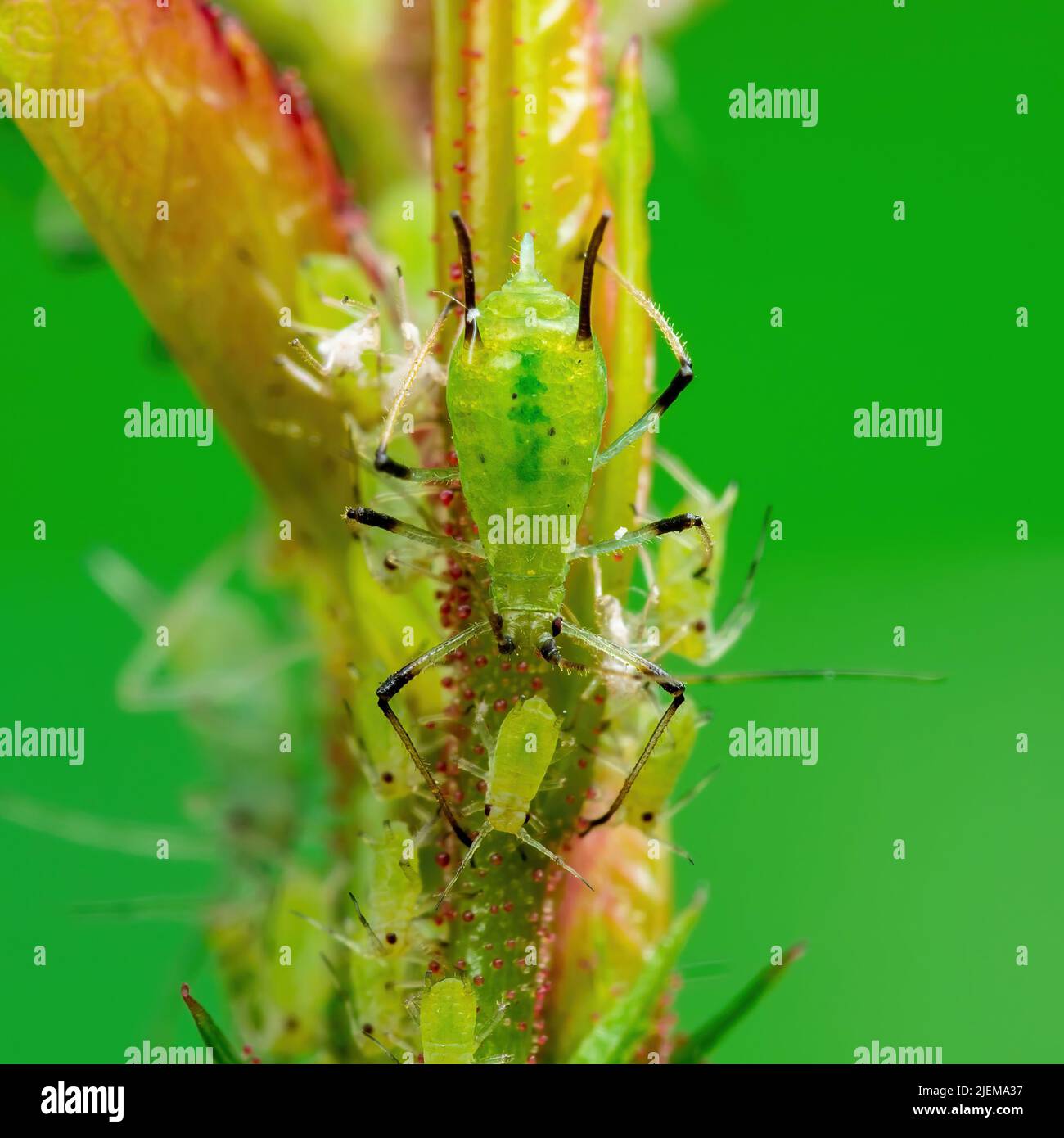 Gros plan sur la colonie de pucerons. Mouche verte ou puceron vert parasite de jardin insecte parasite sur fond vert Banque D'Images