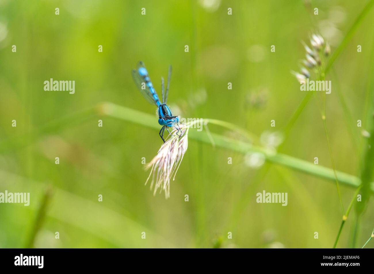 La mouche à damselfly bleue commune repose sur la tête de semence d'herbe Banque D'Images