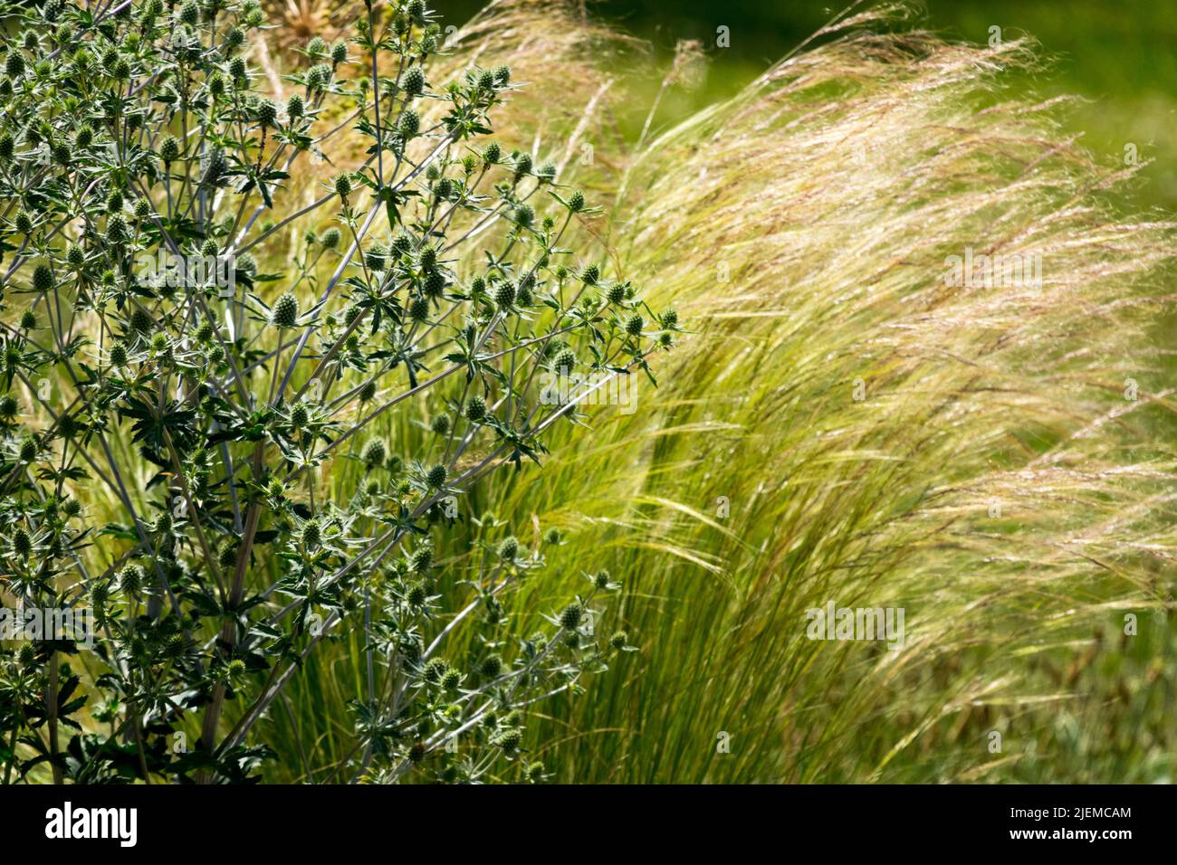 Stipa tenuissima Ponytails aka Nasella tenuissima Pony Tails , plantes mélangées mexicaines à plumes dans Garden Sea Holly, Eryngium Banque D'Images