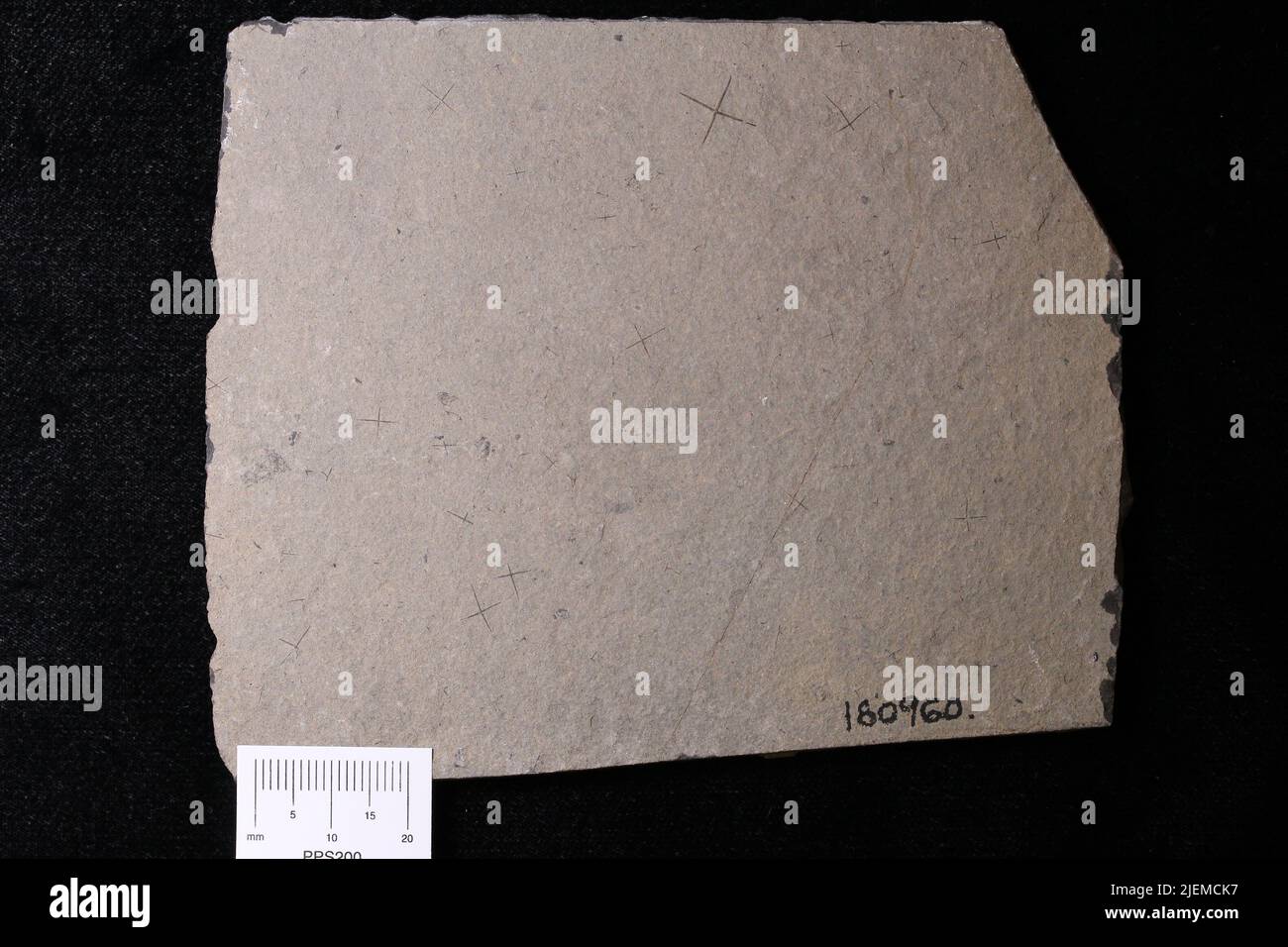 Protospongia sp. Banque D'Images