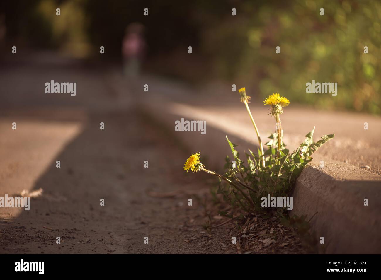 le pissenlit pousse sur la route asphaltée Banque D'Images