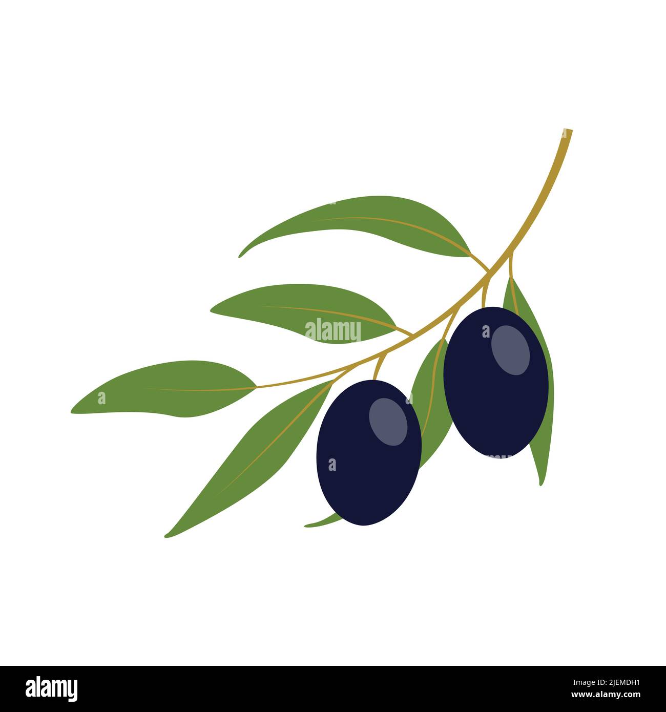 arbuste à olives noires isolé sur fond blanc Illustration de Vecteur