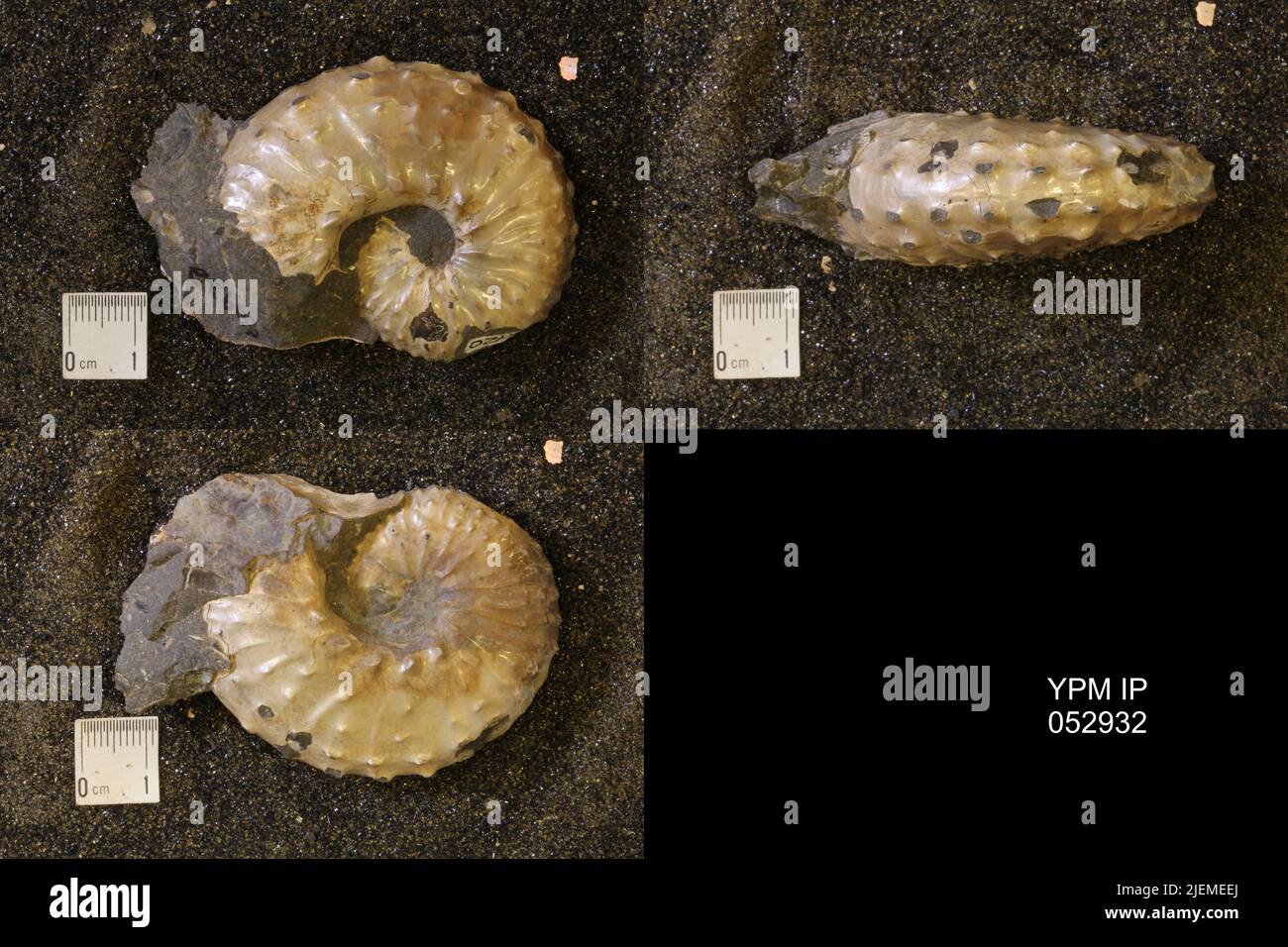 Discoscaphites gulosus (Morton). Banque D'Images
