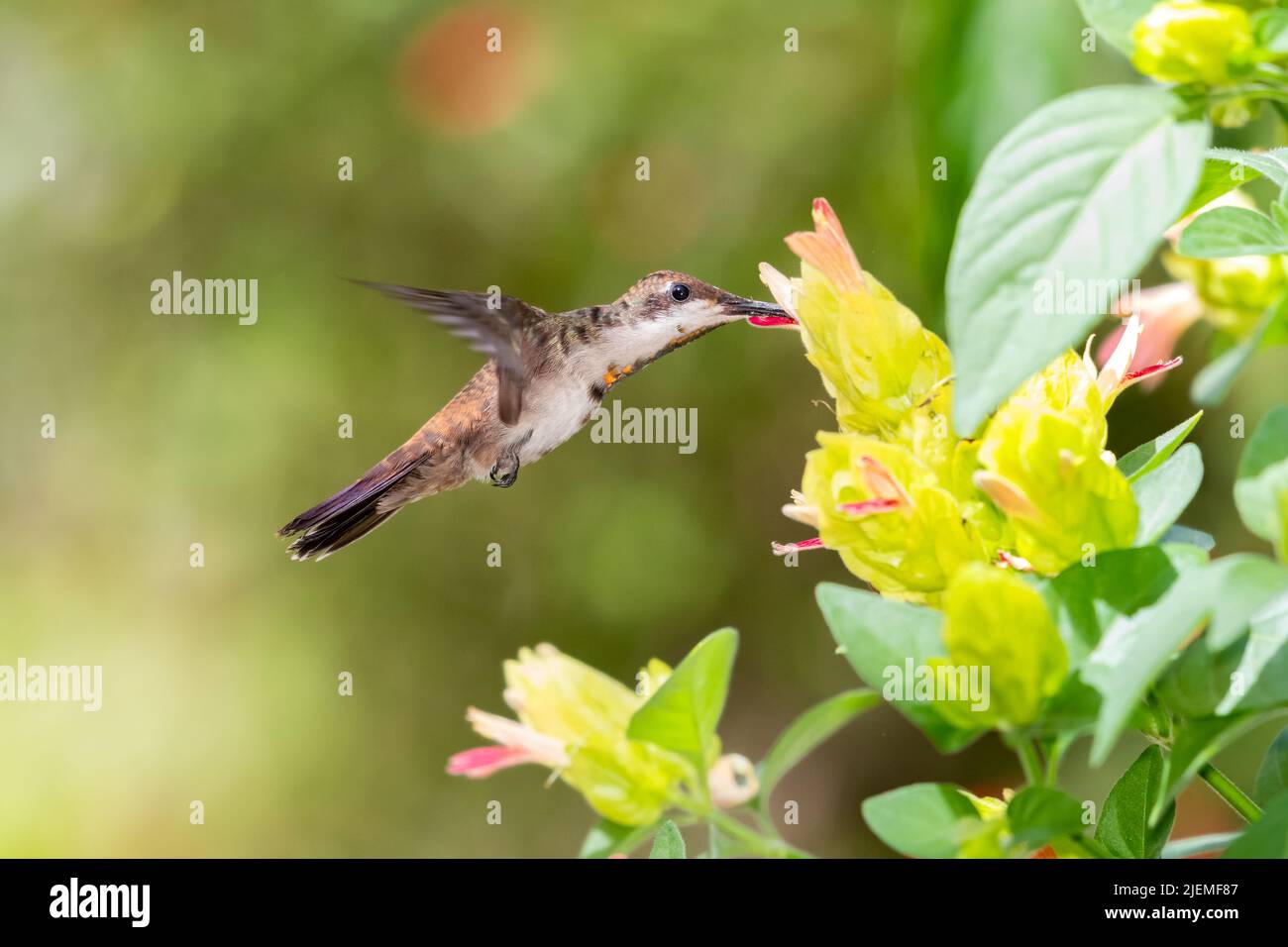 Jeune et molant, le colibri de Ruby Topaz, Chrysolampis Mosquitus, pollinisant une plante de crevettes tropicale dans un jardin. Oiseau Banque D'Images