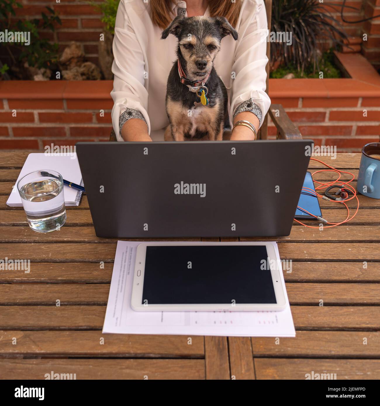 Une femme qui télétravailleur à la maison avec son chien regardant l'écran d'un ordinateur portable. Banque D'Images