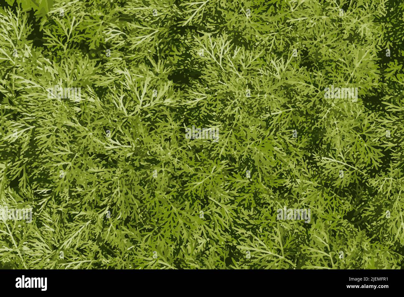 Gros plan des herbes de bois de millepertuis (Artemisia annua, Annie sucrée, mugwort annuel) dans le champ sauvage, plante médicinale d'Artemisinin, naturel Illustration de Vecteur