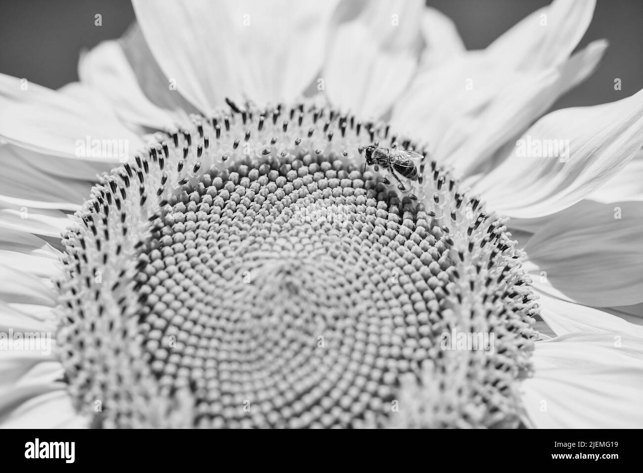 Les graines de tournesol et l'insecte de guêpe se rapprochent sur fond bleu ciel Banque D'Images