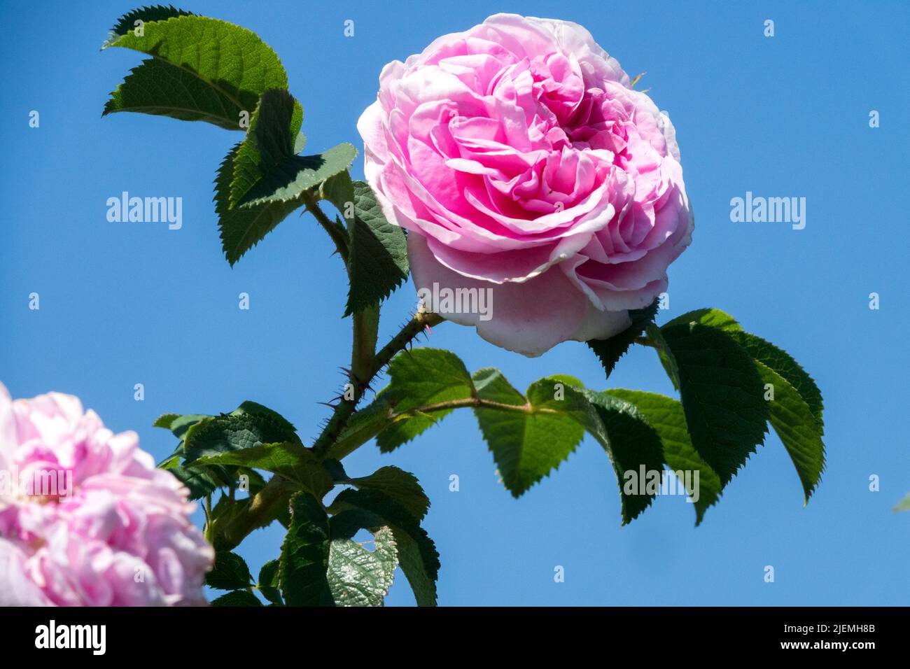 Rosa 'Konigin von Danemark', Fleur, Rose, Rose, Bloom Banque D'Images
