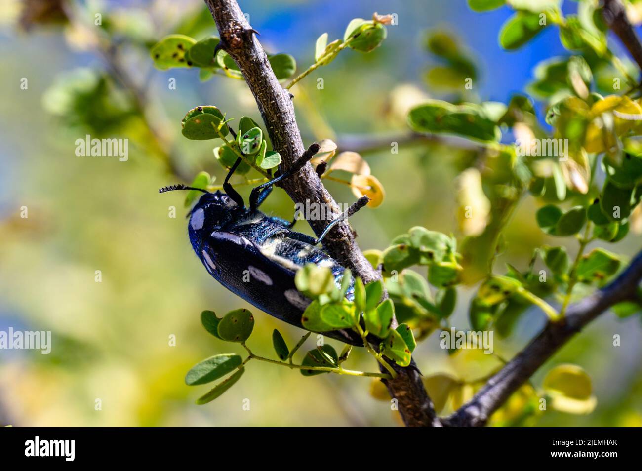 Un coléoptère noir avec des points blancs sur une branche Banque D'Images