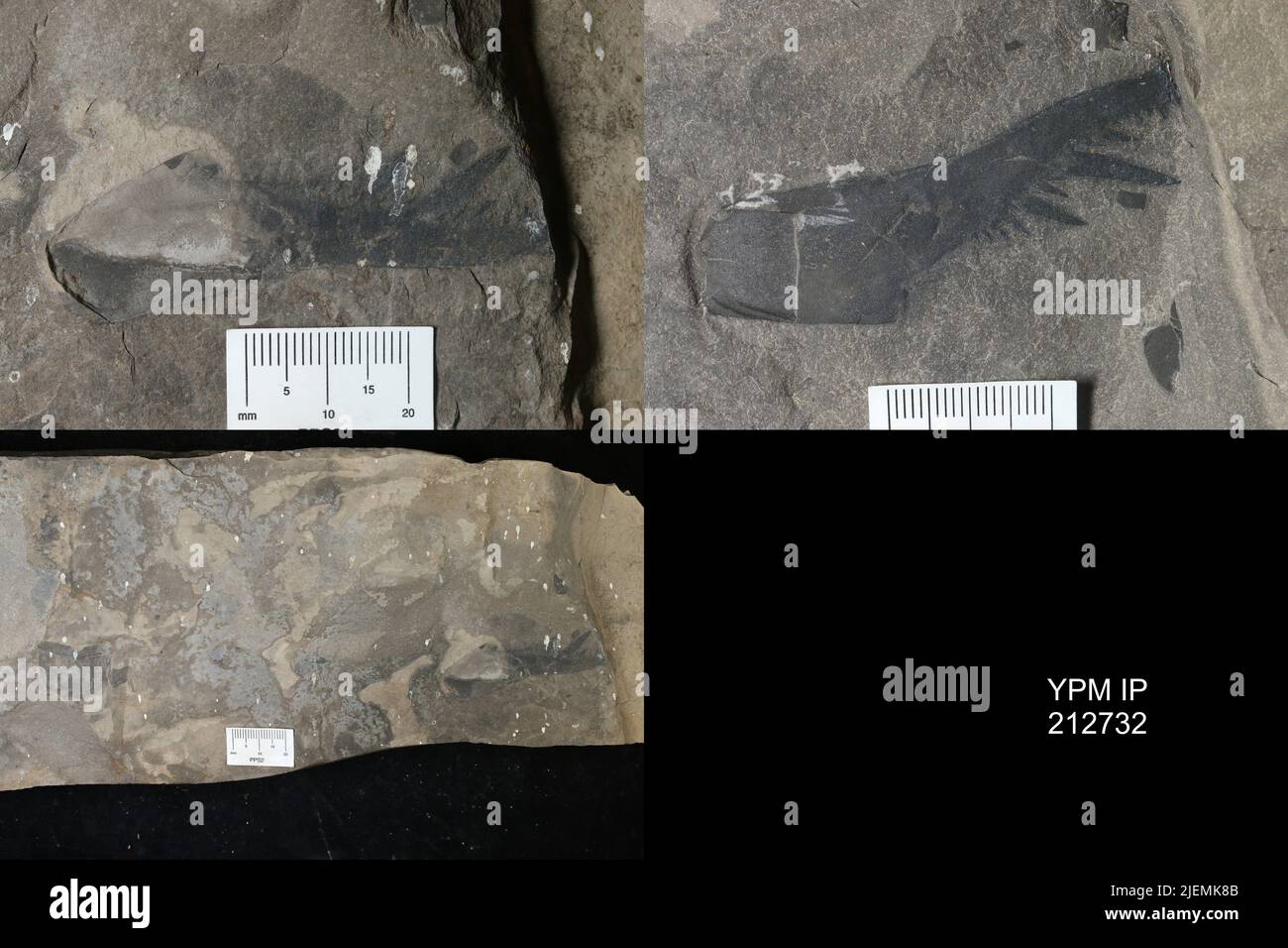 Pterygotus (Acutiramus) macrophthalmus (Hall). Banque D'Images