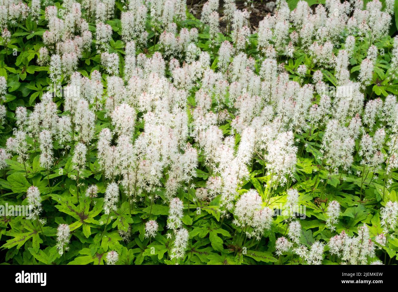 Foamflower Tiarella 'Sugar and Spice' dans un jardin ombragé Banque D'Images