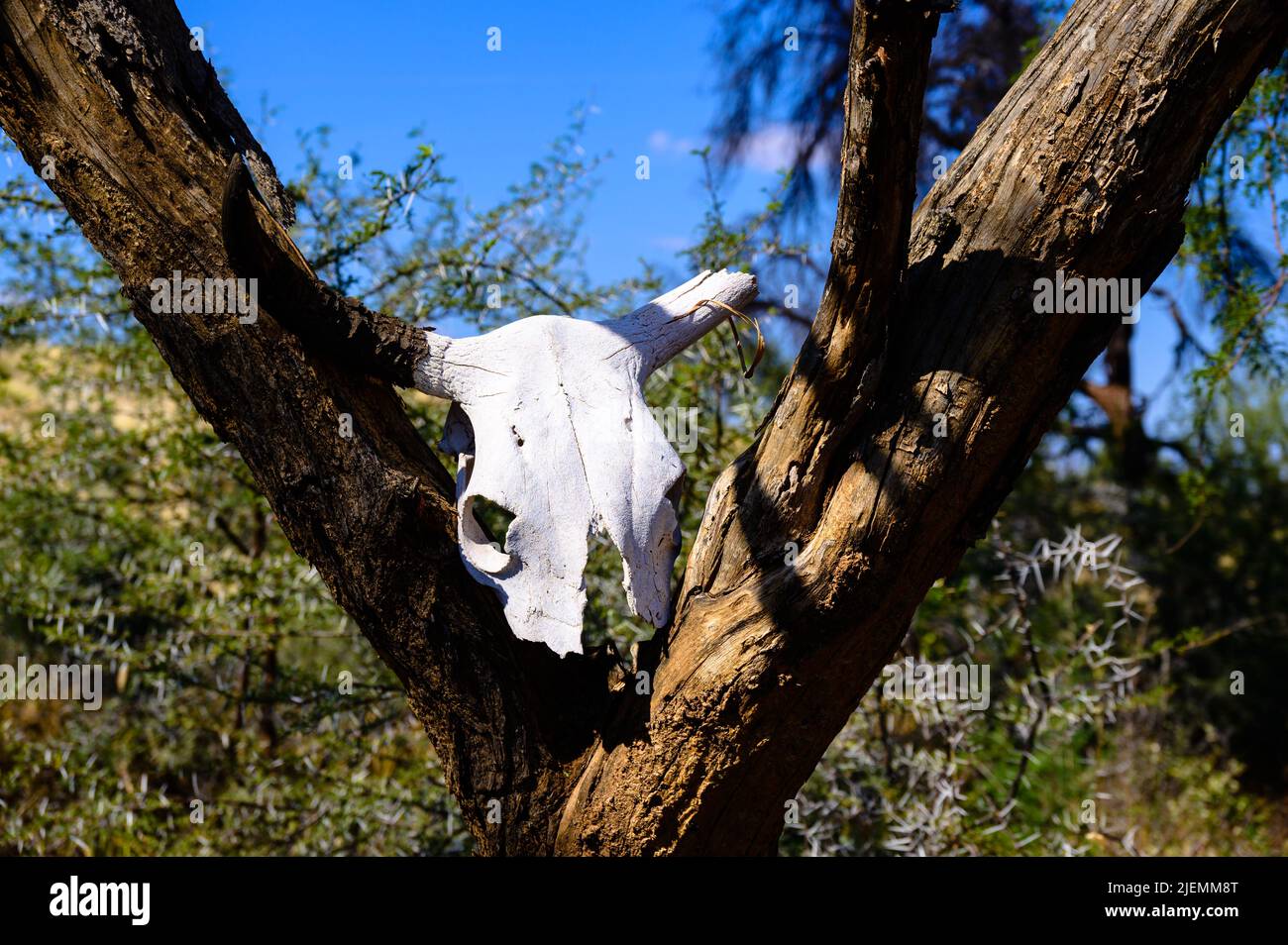 Crâne animal sur un arbre, squelette, nature, été. Banque D'Images