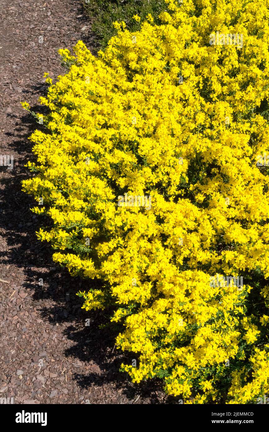 Silkyleaf Woadwaxen rampant balai Genista Garden Genista pilosa 'Vancouver Gold' Yellow Garden Border Plant Low Cover tufté Spring Flowering Frub Banque D'Images