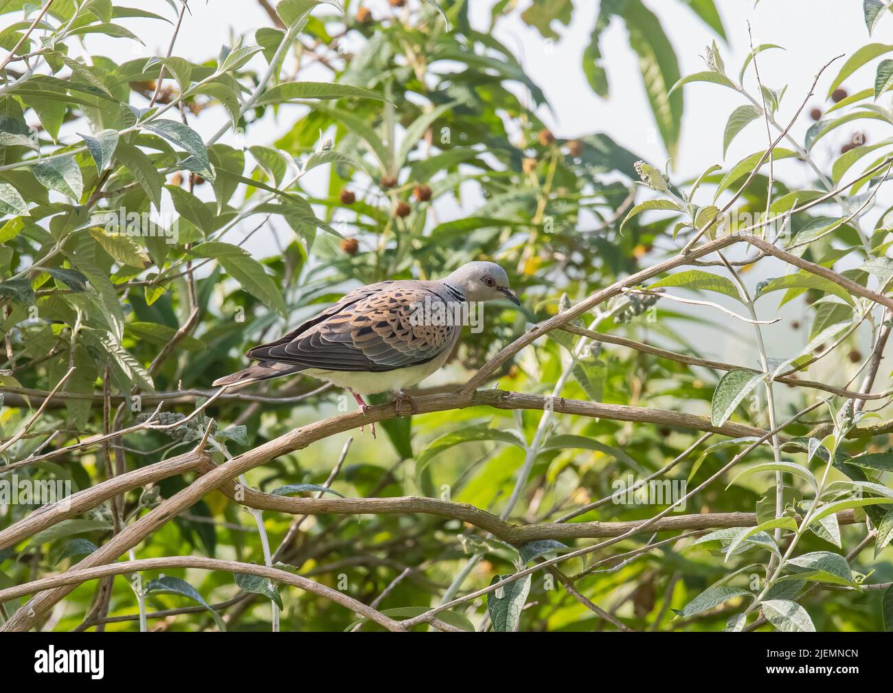 Une tortue en danger critique de disparition (Streptopelia turtur ) perchée dans un arbre dans un jardin de ferme . Essex , Royaume-Uni Banque D'Images