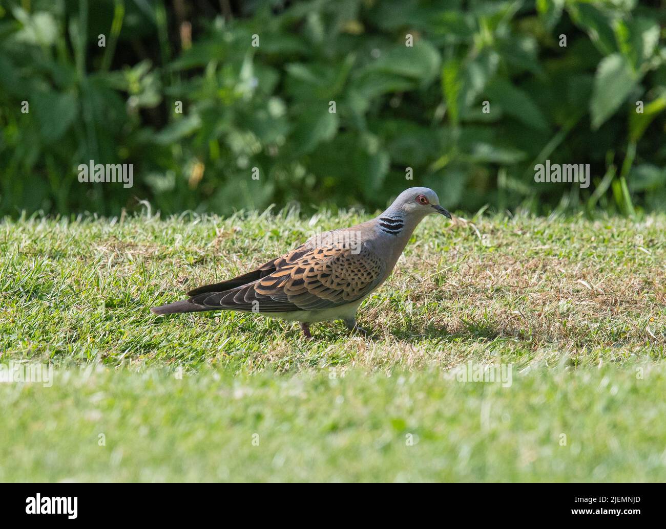 Une belle tortue Dove , une espèce qui a besoin d'aide comme en péril , se nourrissant dans un jardin d'Essex , Royaume-Uni Banque D'Images