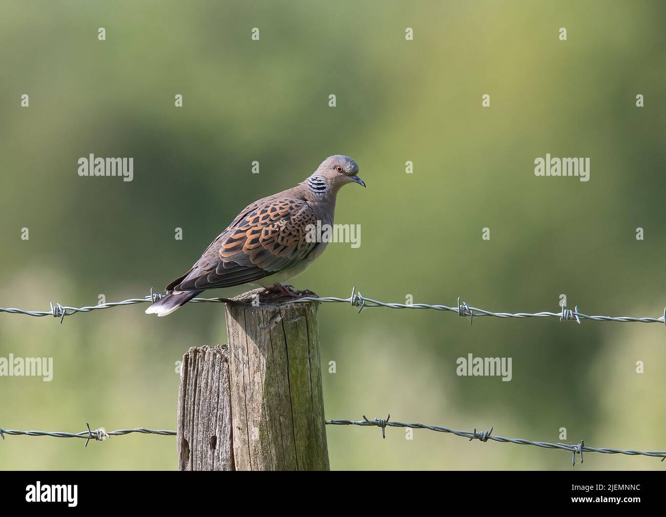 L'oiseau le plus en déclin du Royaume-Uni . A Turtle Dove , s'assit sur un poste de clôture dans une ferme d'Essex, au Royaume-Uni Banque D'Images