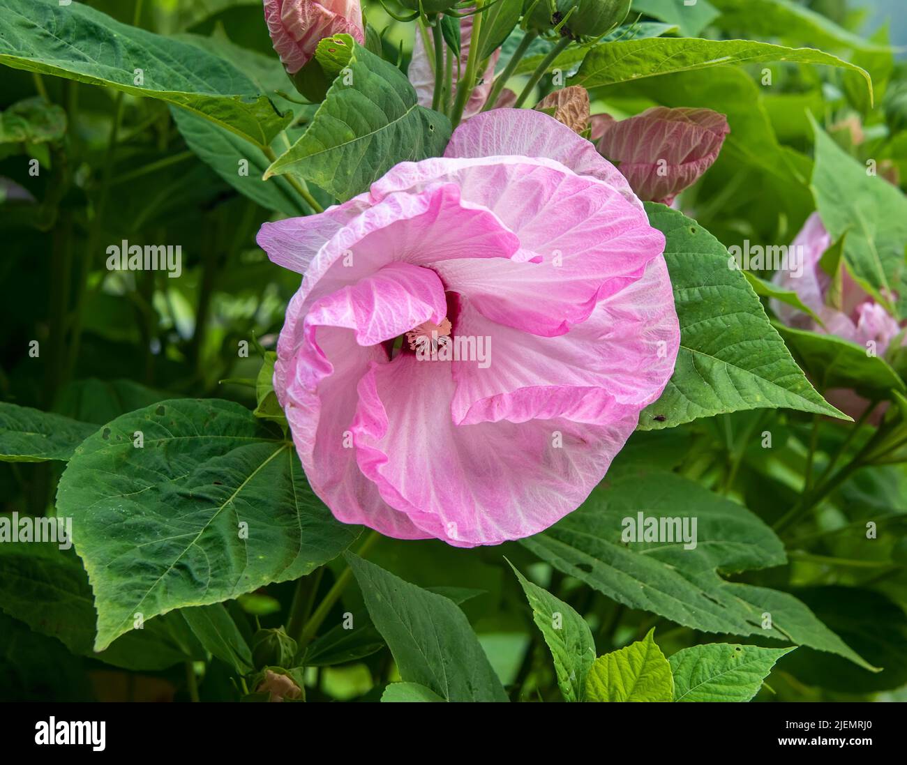 Grande fleur d'hibiscus rose sur un Bush en Caroline du Nord Banque D'Images Grande fleur d'hibiscus rose sur un Bush en Caroline du Nord Banque D'Images
