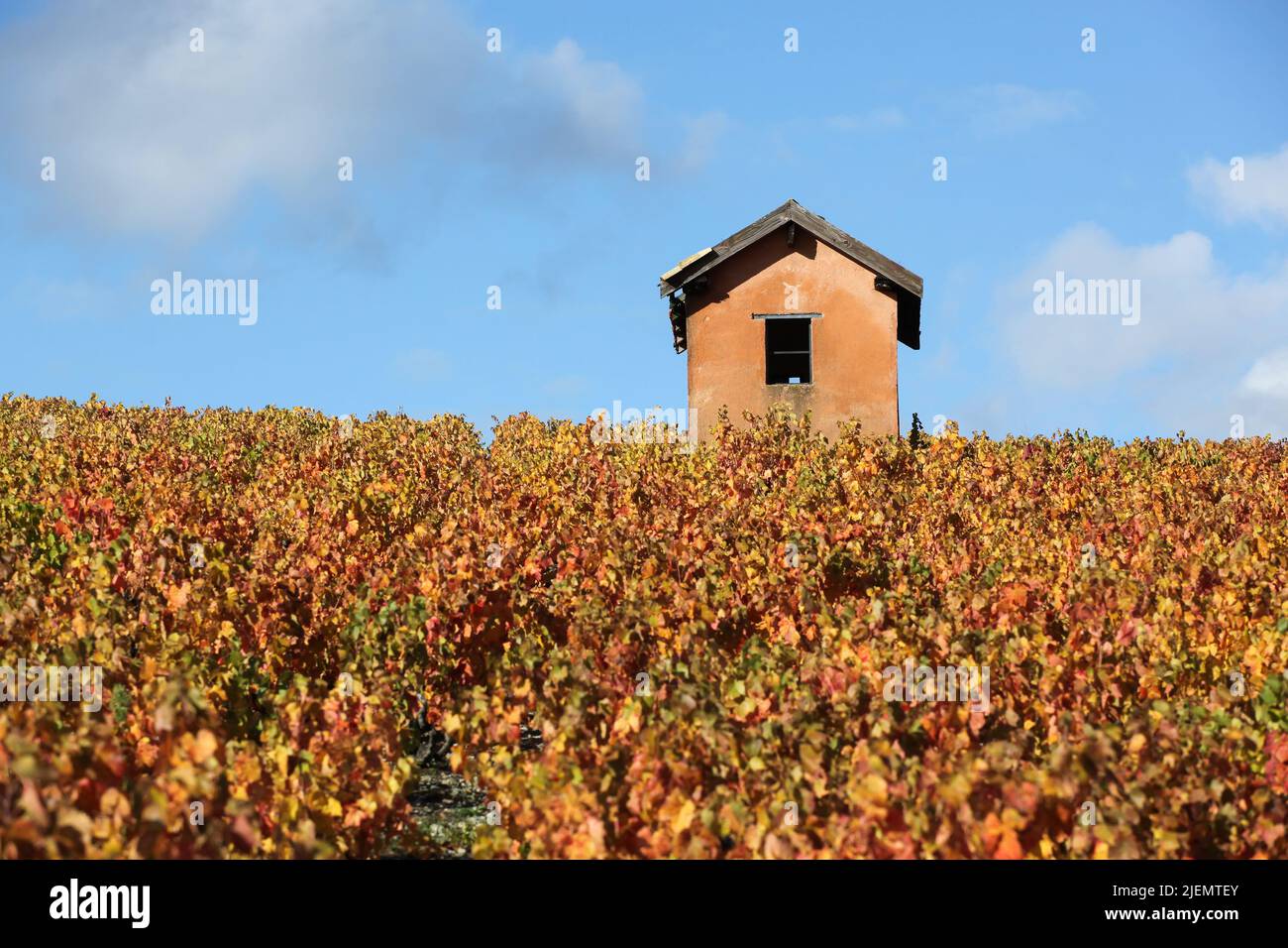 Vignobles à Morgon, Beaujolais pendant la saison d'automne, France Banque D'Images
