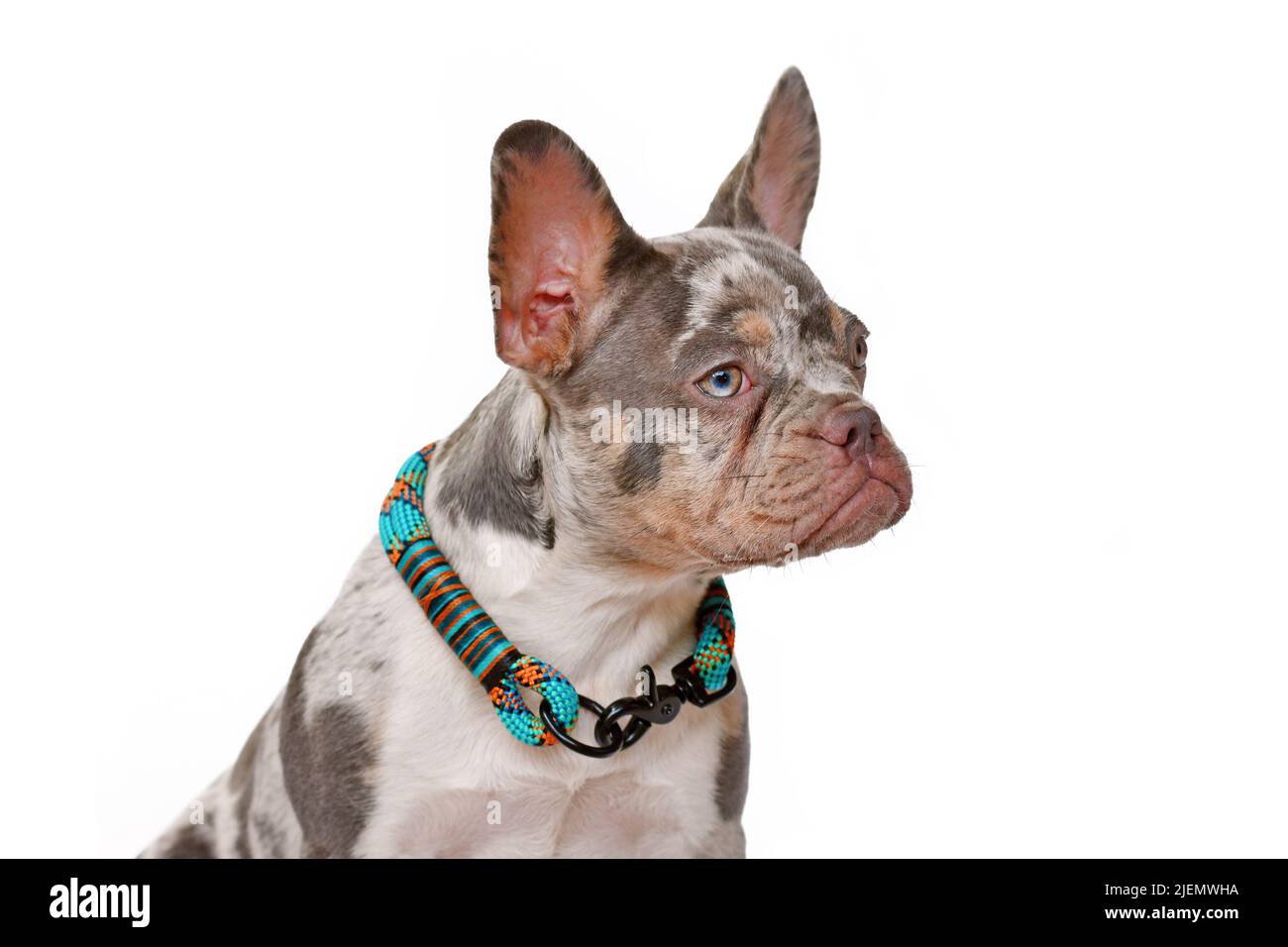 Portrait de chien Bulldog de couleur marron brun clair avec collier sur fond blanc Banque D'Images