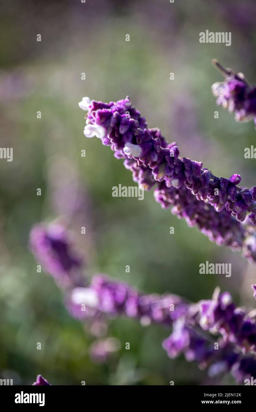 Détail des fleurs d'une Salvia leucantha Banque D'Images