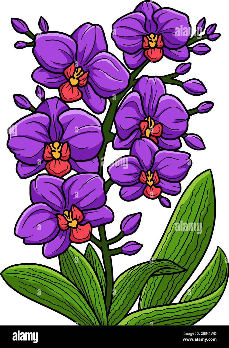 Illustration de la falaise colorée du dessin de la fleur d'orchidée Illustration de Vecteur