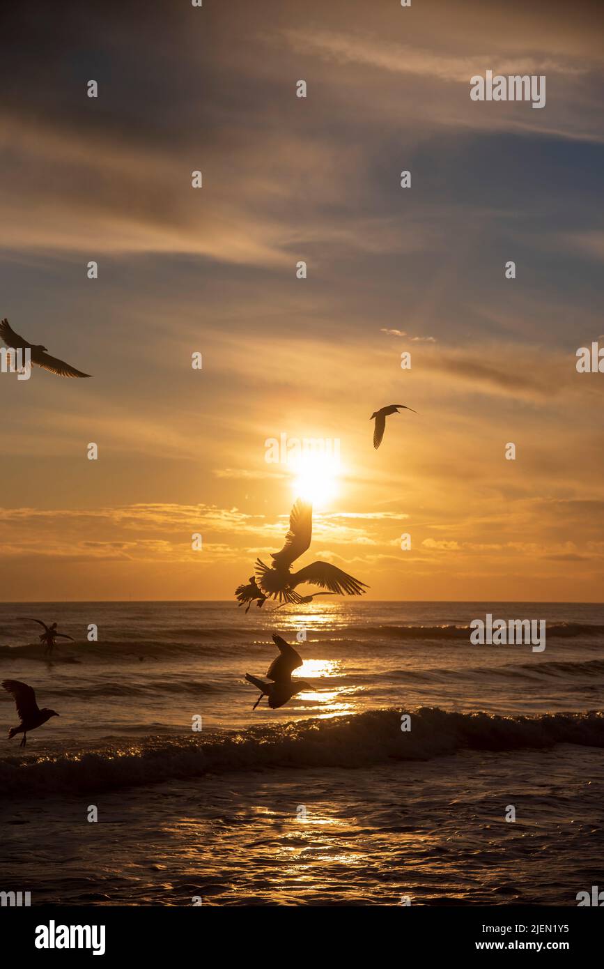 Mouettes devant le coucher du soleil sur Brighton Beach Banque D'Images