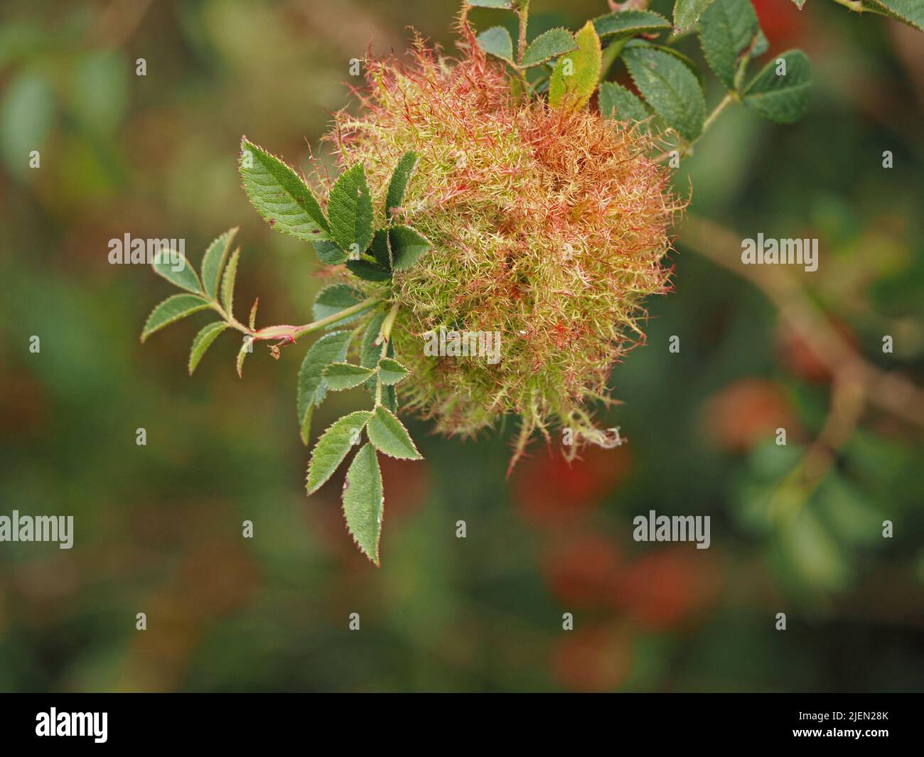 Robins Pincushion causée par les larves de la minuscule guêpe galloise (Diplolepis rosae) qui se nourrit de plante hôte, mais cause peu de dommages, poussant sur le rosier sauvage Banque D'Images