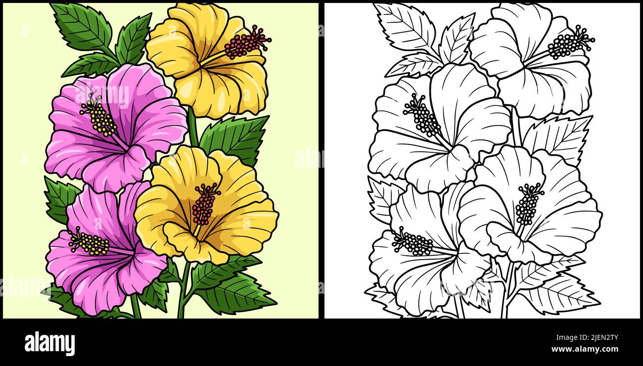 Hibiscus Flower coloriage page colorée Illustration Illustration de Vecteur
